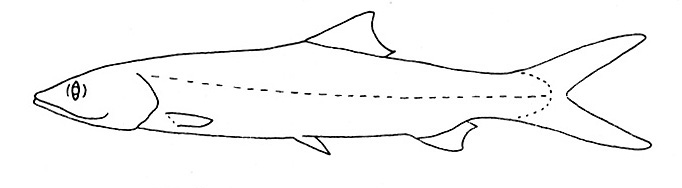 Representative of the family Elopidae (Gosline & Brock, 1960, fig. 51)